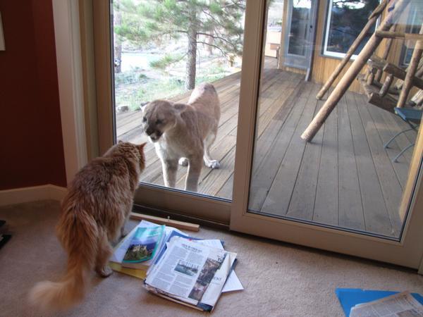 Mountain Lion in Boulder 2