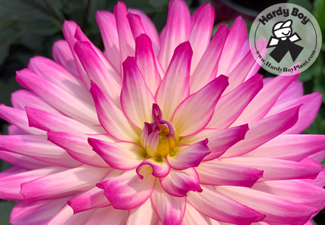 Welby Gardens - Pink Flowers