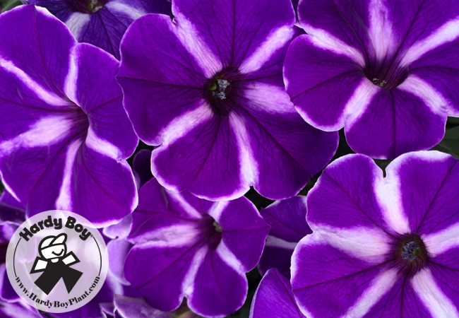 Welby Gardens - Purple Flowers